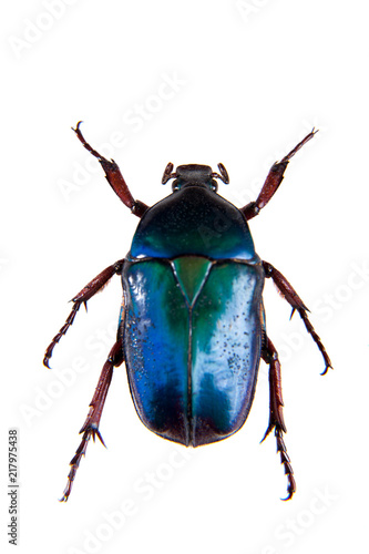 Blue beetle on the white background