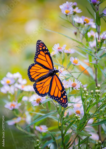 Monarch Butterfly on a flower © Saptashaw