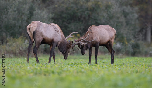 Fototapeta Naklejka Na Ścianę i Meble -  Bull Elk Rutting in meadow