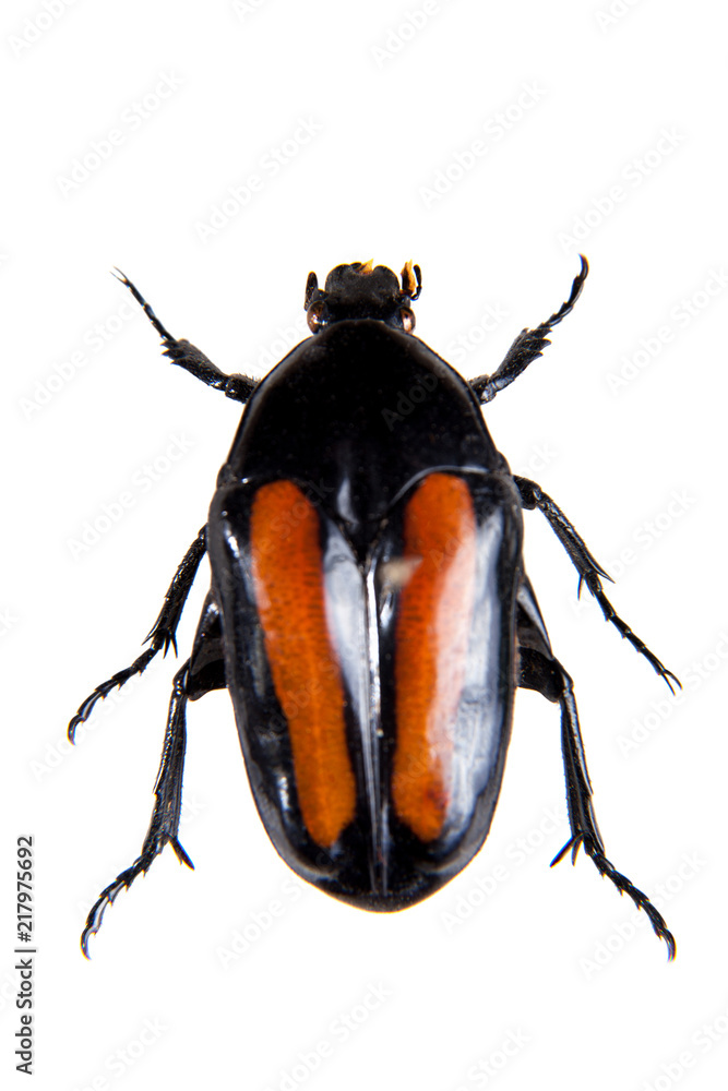 Spotted beetle on the white background Spotted beetle on the white background
