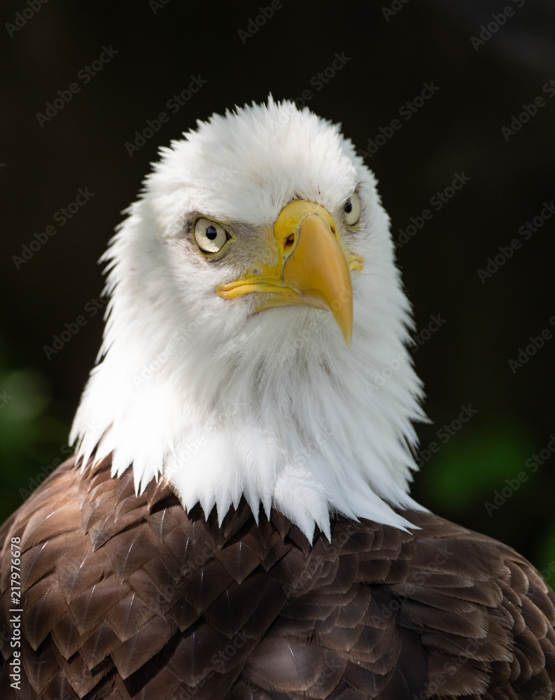 Obraz premium Bald Eagle