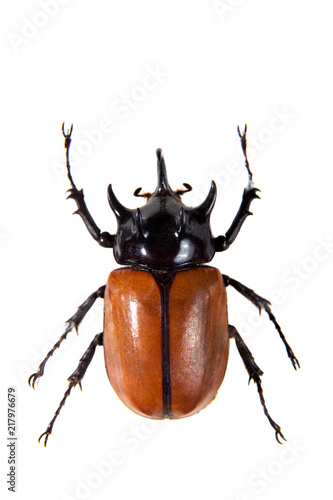 Rhinoceros beetle on the white background
