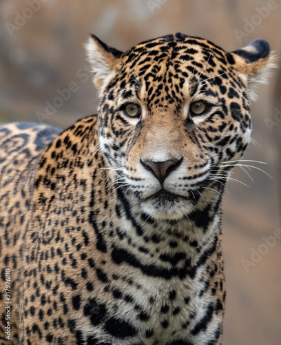 Jaguar in a Zoo
