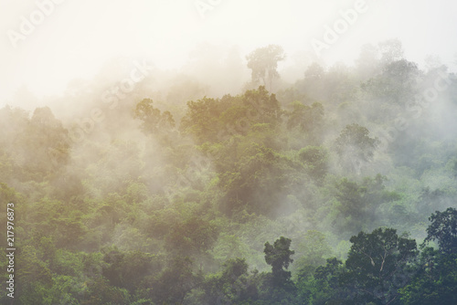 Fototapeta Azjatycki tropikalny tropikalny las deszczowy,