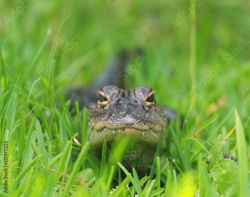 Low Perspective of a small young alligator in the grass of the Florida Swamp 