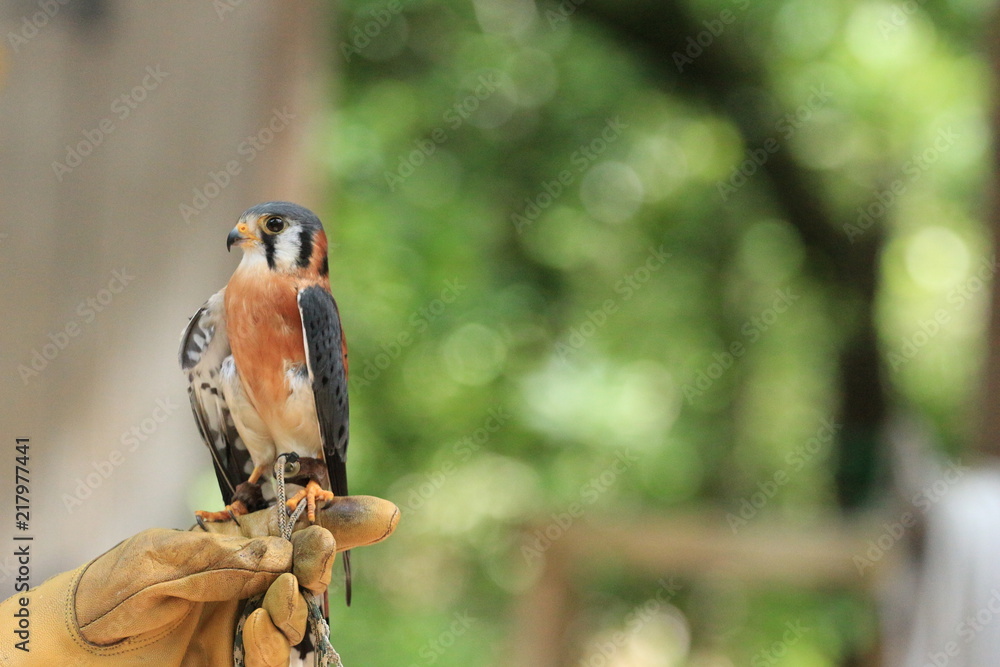 Fototapeta premium Falconer with American Kestrel / Bird