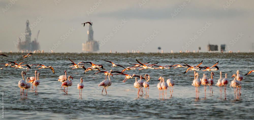 Flamingos in low salty water with oil rigs in the background