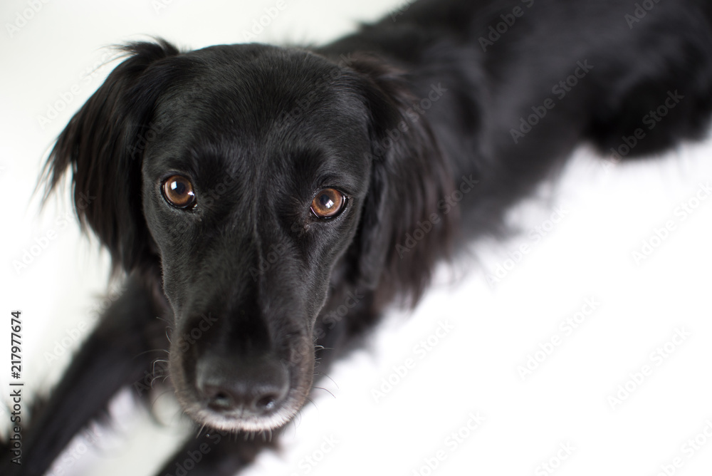 Long haired black lab mix cheap