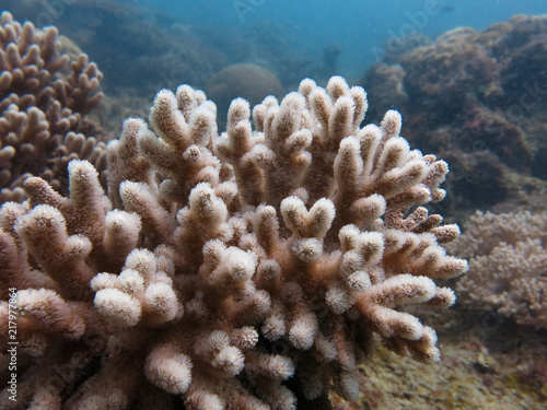 Soft coral that found within coral reef area at Tioman island, Malaysia