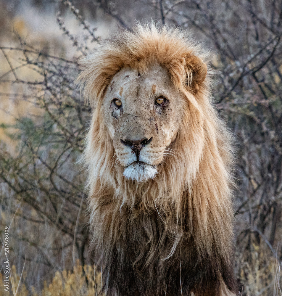 Fototapeta premium Adult male lion stands in short dry grass