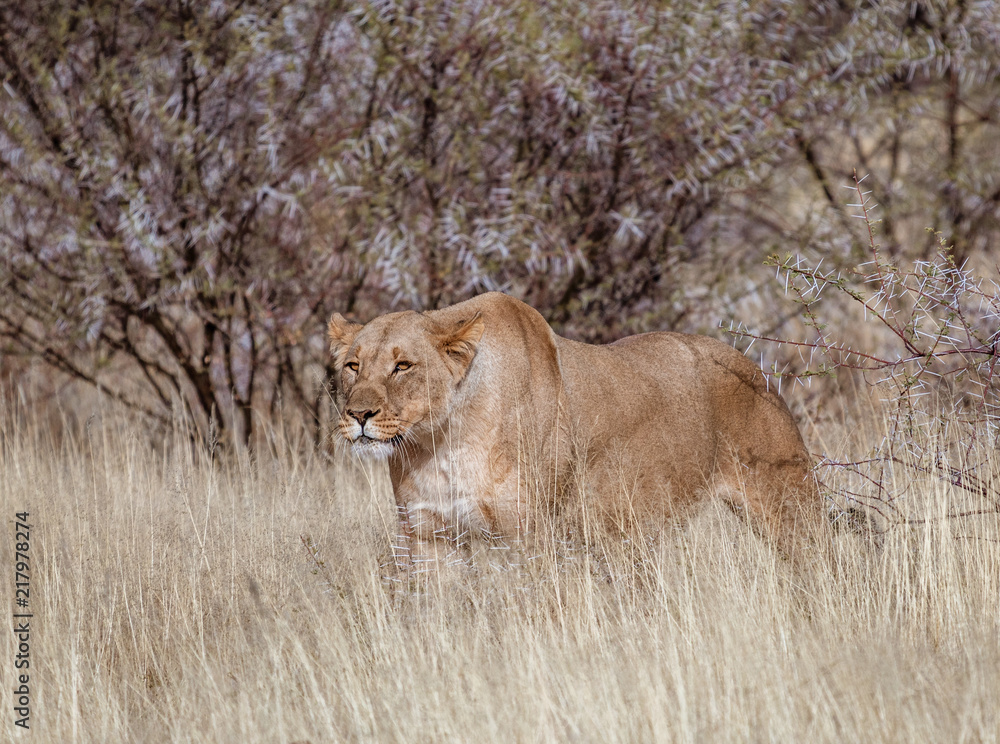 Female lion stands in short dry grass, looking for more food Female lion stands in short dry grass, looking for more food