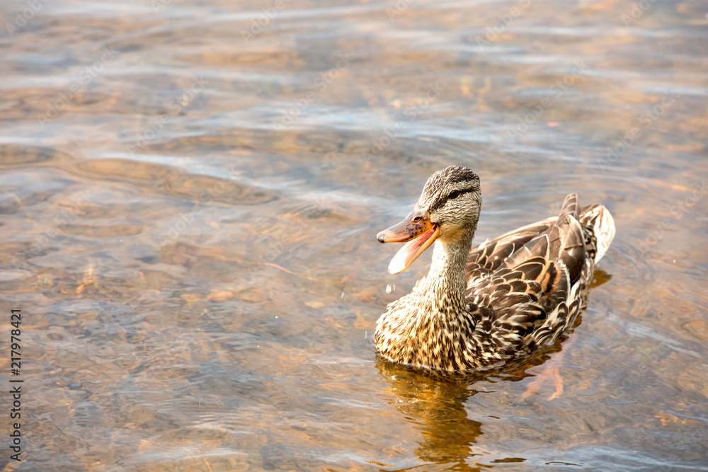 Duck with mouth wide open floating in a lake