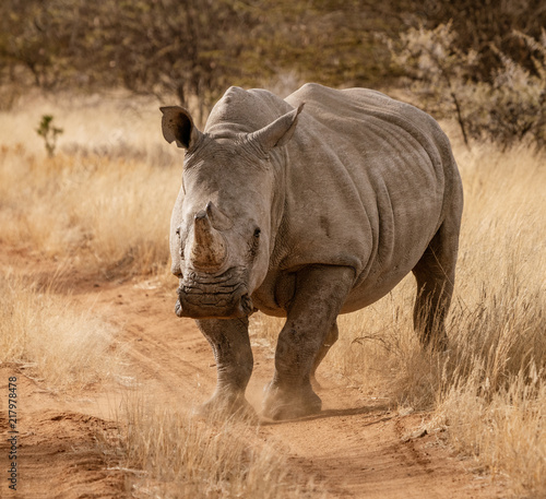 Single white rhinoceros stands on a dirt road © mindstorm