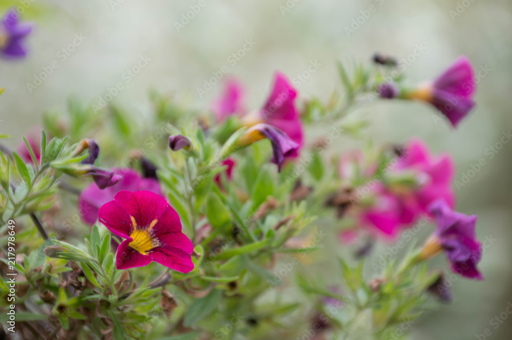 Linda flor rosa na Alemanha