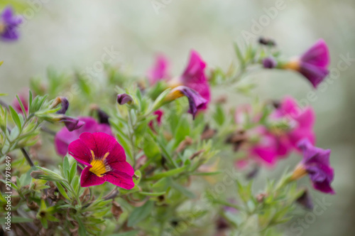 Linda flor rosa na Alemanha