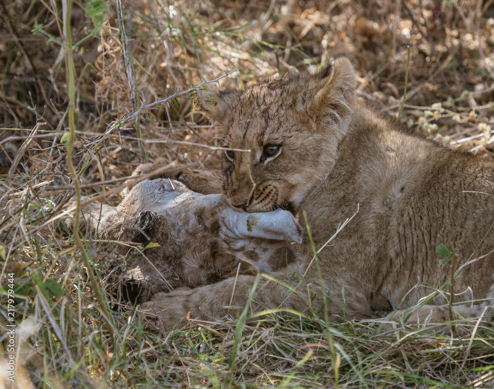 Fototapeta premium Lion cubs attempt to eat a giraffe killed by their mother