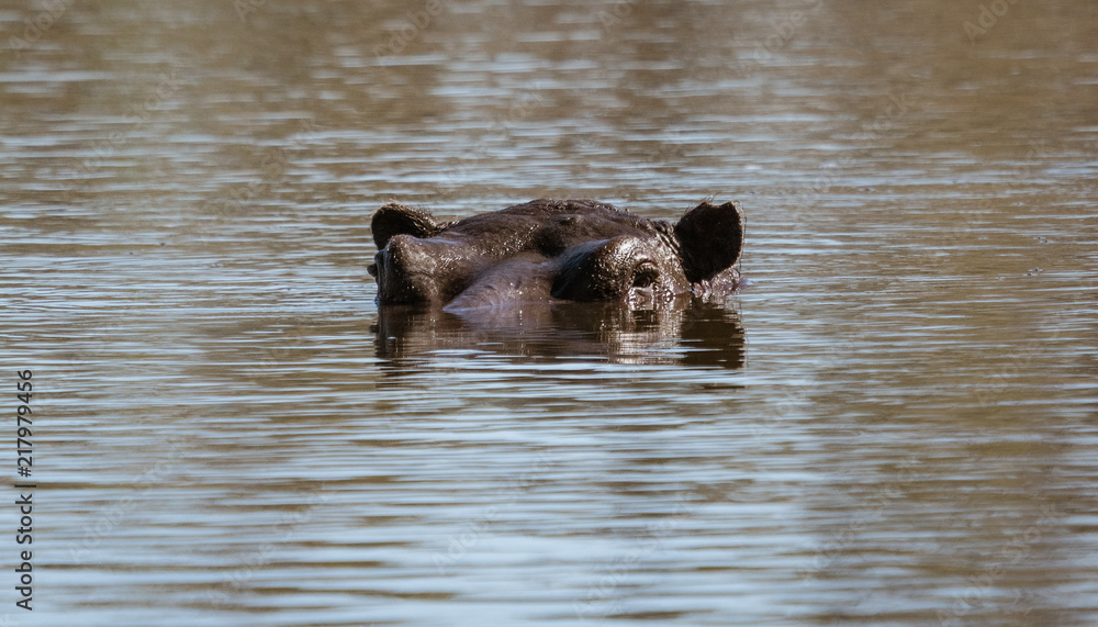 A hippo can be barely seen with only his eyes and ears above the water A hippo can be barely seen with only his eyes and ears above the water