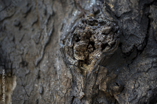 Macro closed up shot of dark colored tree bark with detailed cracks 