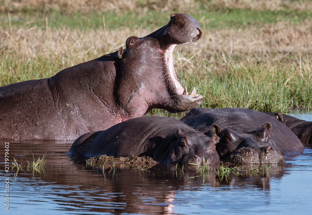One hippo yawns, to show power over other prostrate hippos One hippo yawns, to show power over other prostrate hippos