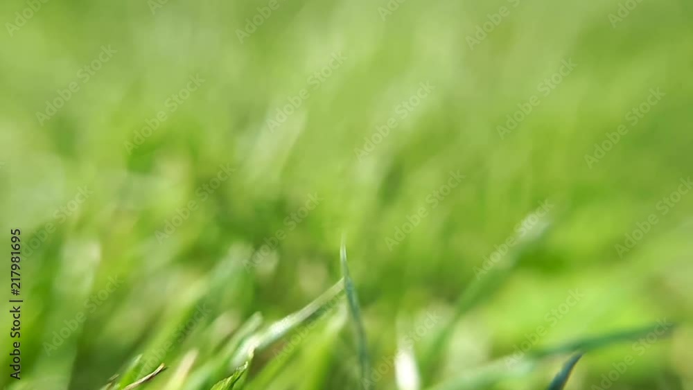 The common lizard passes through the grass The common lizard passes through the grass