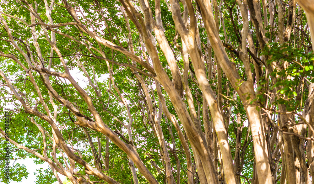 Crepe Myrtle Tree Branches and Leaves