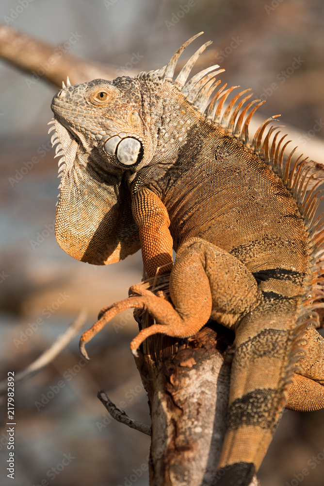 Fototapeta premium Iguana on Tree in Key West, Florida