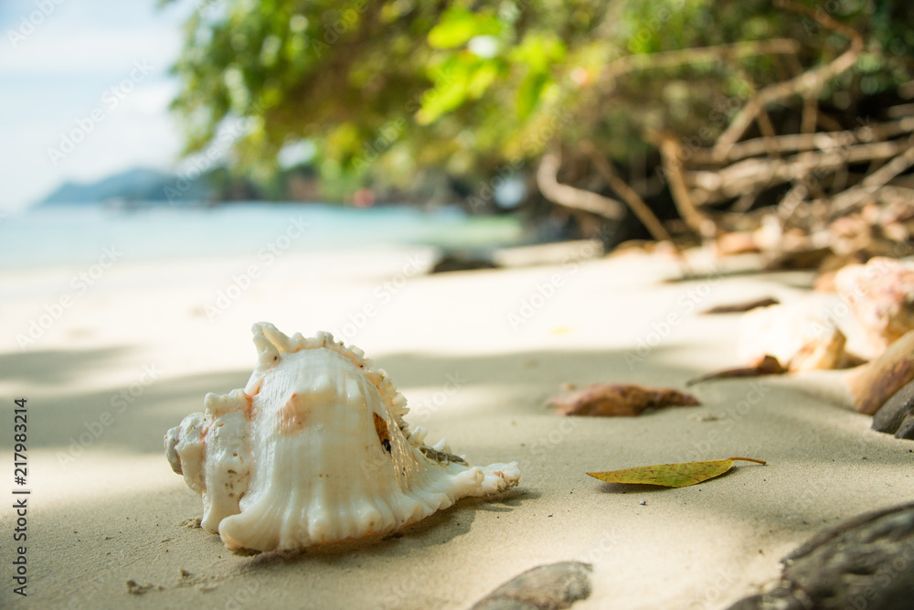 Shell on Beach in Myanmar Shell on Beach in Myanmar