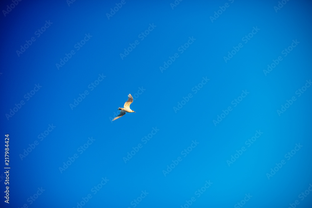 A wandering Seagull flying in the sky