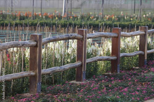 Wallpaper Mural Purple flower on wooden fence Torontodigital.ca