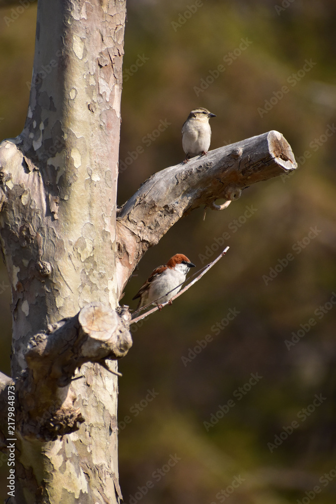 Naklejka premium プラタナスの木に止まるニュウナイスズメのペア