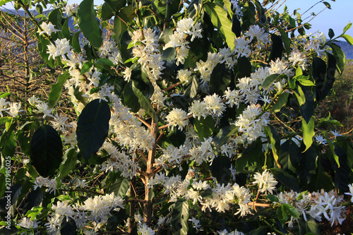 Coffee flower blossoming in coffee tree