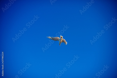 Waved bird Seagull flying over the blue sky