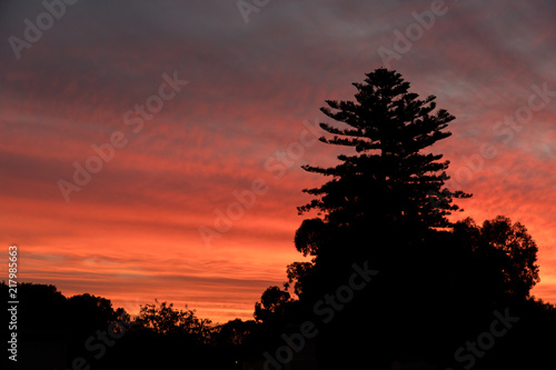 silhouette of a pine tree at sunset