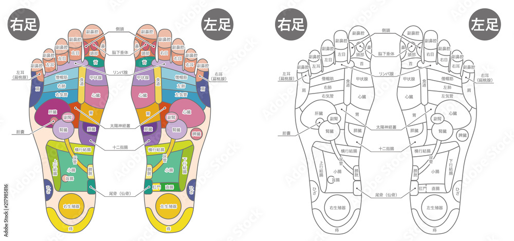 足つぼ解説図セット カラーと白 Stock Vector Adobe Stock 足つぼ解説図セット カラーと白 Stock Vector Adobe Stock