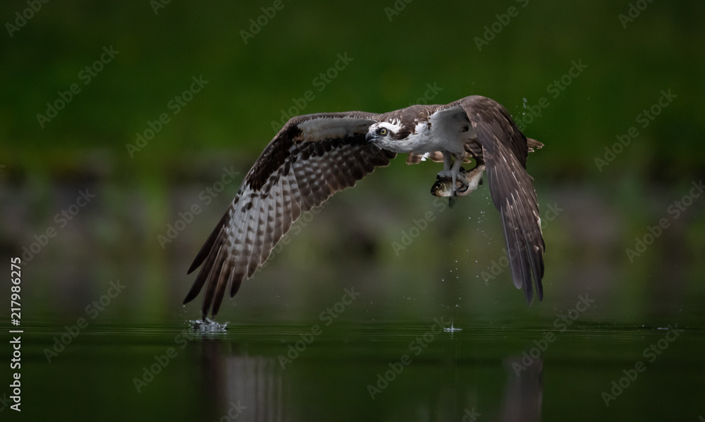 Obraz premium Osprey Catching a Fish