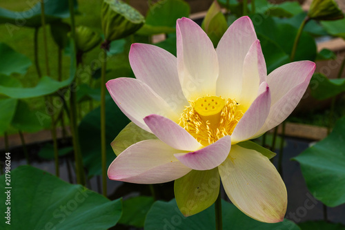 Beautiful light pink lotus with yellow pollen