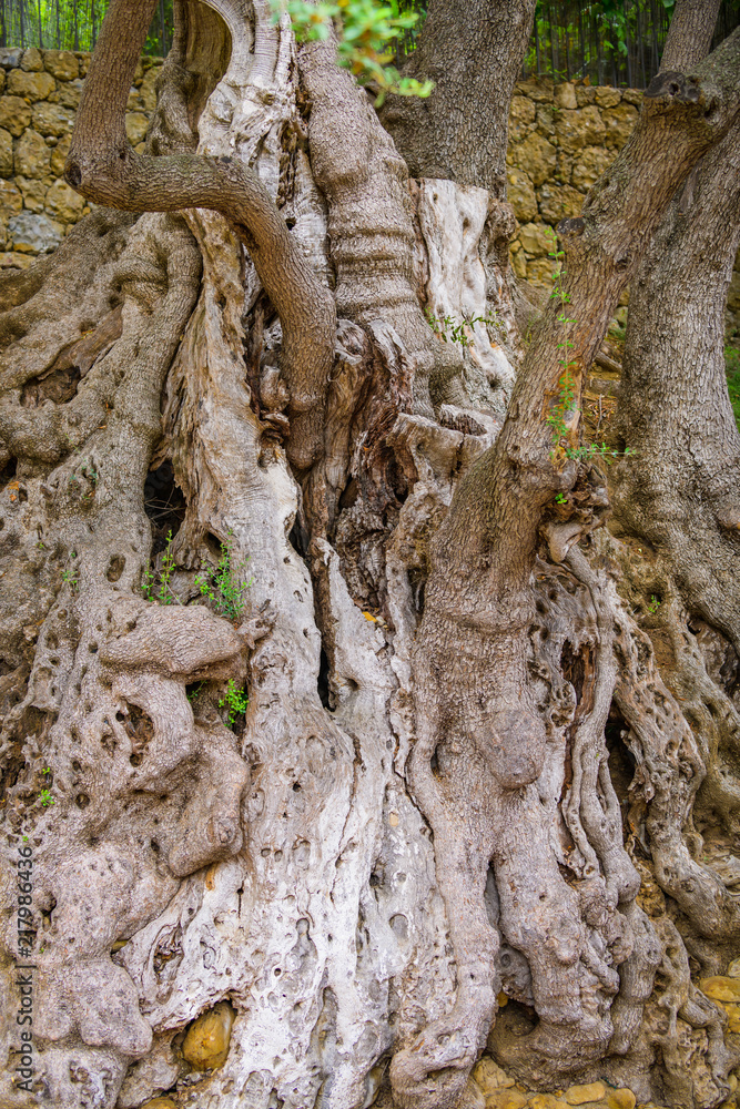 Millennial olive in the medieval village .Roquebrune-Cap-Martin. French Riviera. Cote d'Azur.