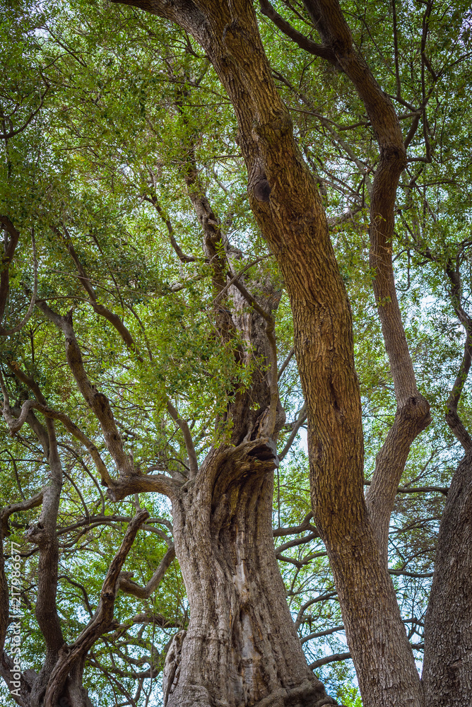 Millennial olive in the medieval village .Roquebrune-Cap-Martin. French Riviera. Cote d'Azur.
