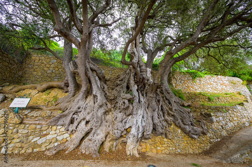 Millennial olive in the medieval village .Roquebrune-Cap-Martin. French Riviera. Cote d'Azur.