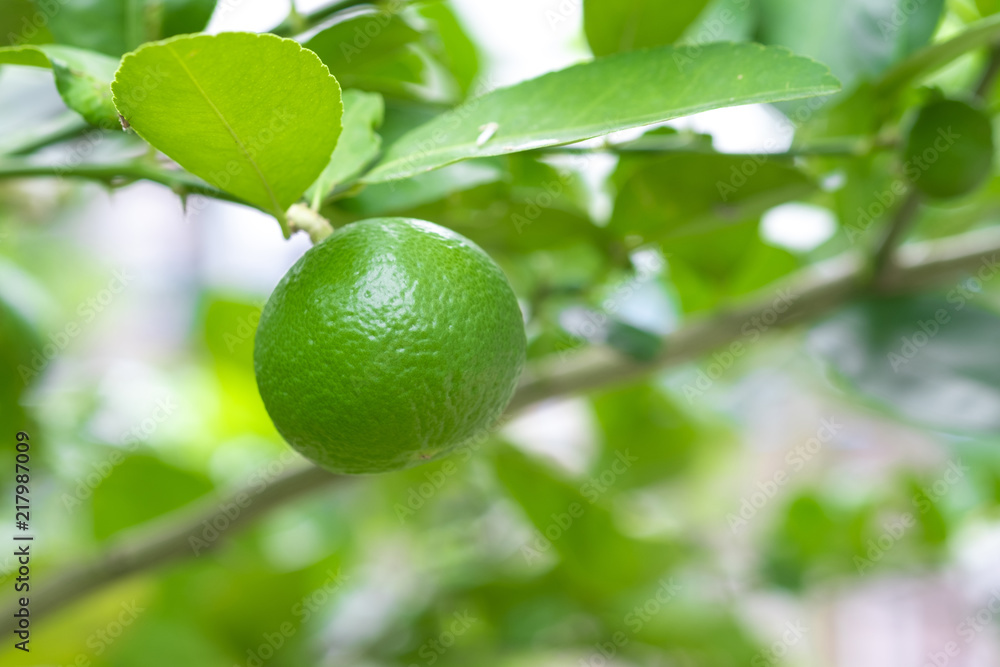Fresh lime on lime tree in an organic garden. Fresh lime on lime tree in an organic garden.