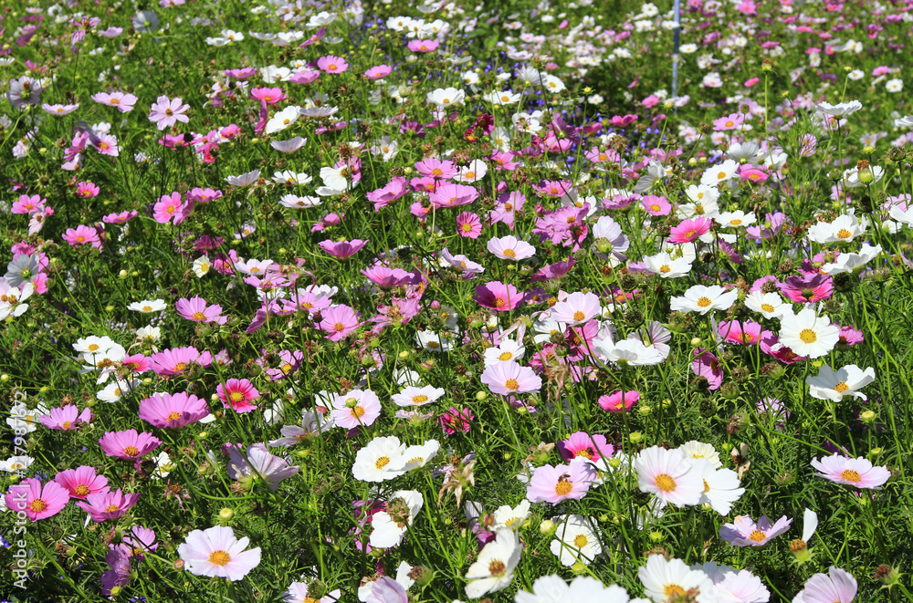 Cosmos field in sunlight Cosmos field in sunlight