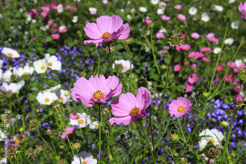 Cosmos field in sunlight