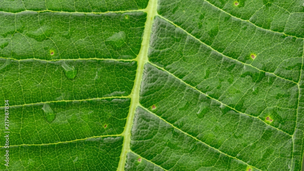 Green leaf with drops of water