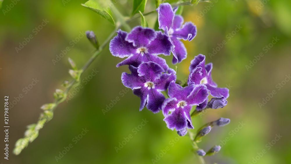Image of beautiful purple flowers in the garden Image of beautiful purple flowers in the garden