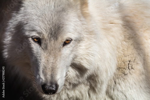 Fototapeta Naklejka Na Ścianę i Meble -  White Arctic wolf (Canis lupus arctosportrait) has beautiful golden eyes