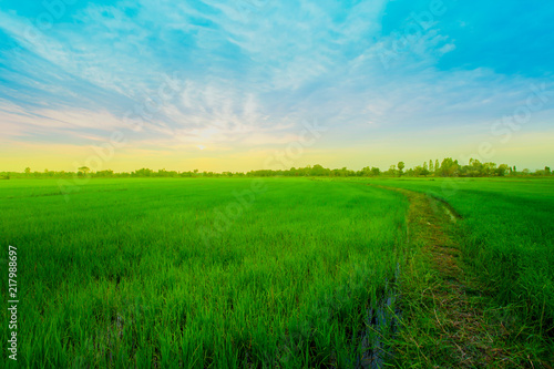 Rice Paddy, Rice - Cereal Plant, Field, Sunrise - Dawn, Sunset