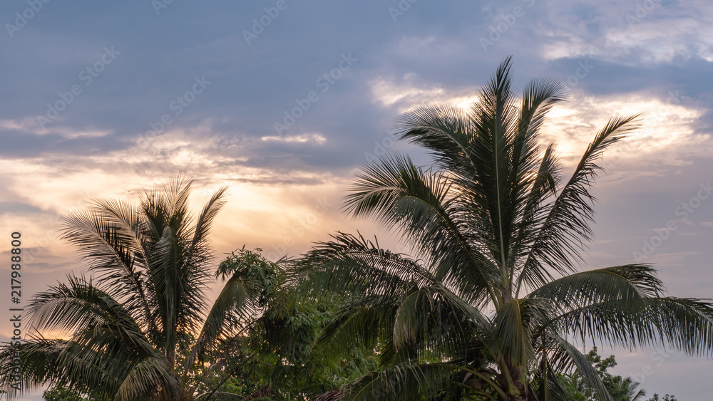 The evening sky and coconut trees are the scene