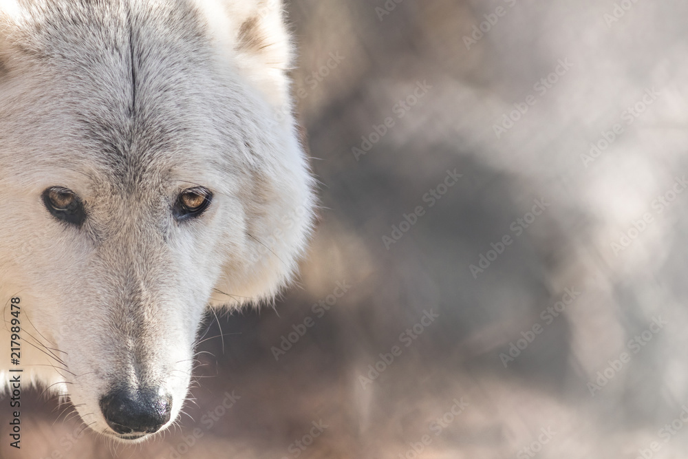 White Arctic wolf (Canis lupus arctosportrait) has beautiful golden eyes White Arctic wolf (Canis lupus arctosportrait) has beautiful golden eyes