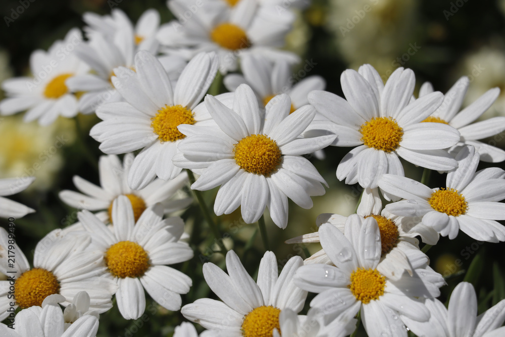 Fototapeta premium Daisy blossoming in sunlight 