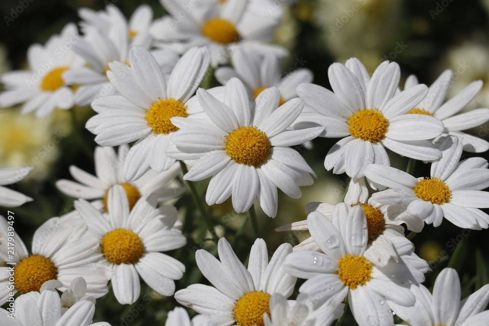 Fototapeta premium Daisy blossoming in sunlight